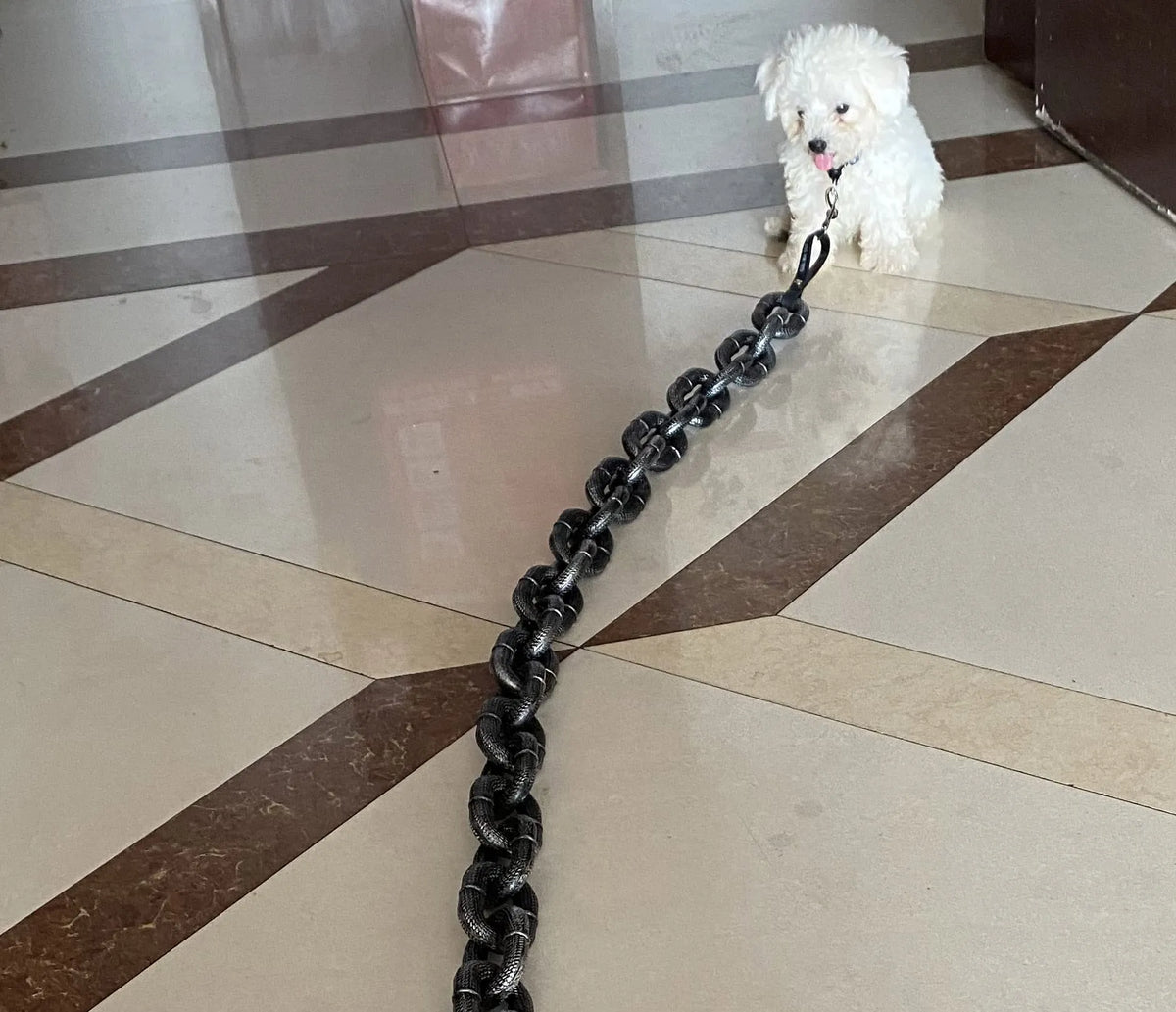 The Chain Paws - 2026 Funniest Pet Chain