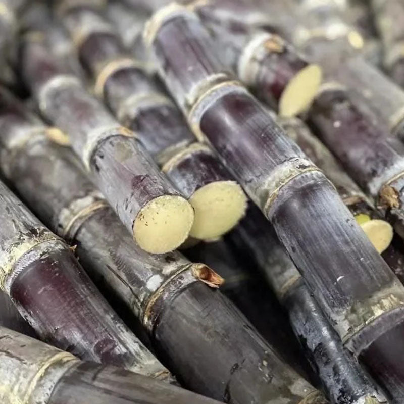 Grow Your Own Sugarcane – High Germination Seeds