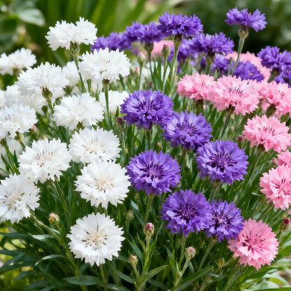 Premium Cornflower Seeds – The "Unstoppable" Wildflower That Grows Anywhere