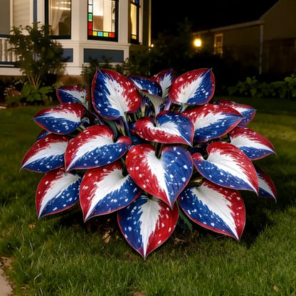 Rare American Glory Hosta Bulbs