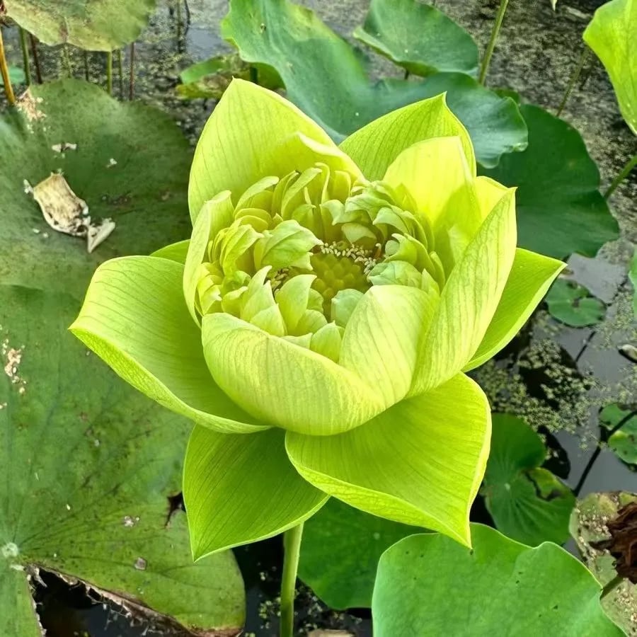 [7 days germination]The Sacred Bonsai Bowl Lotus Flower