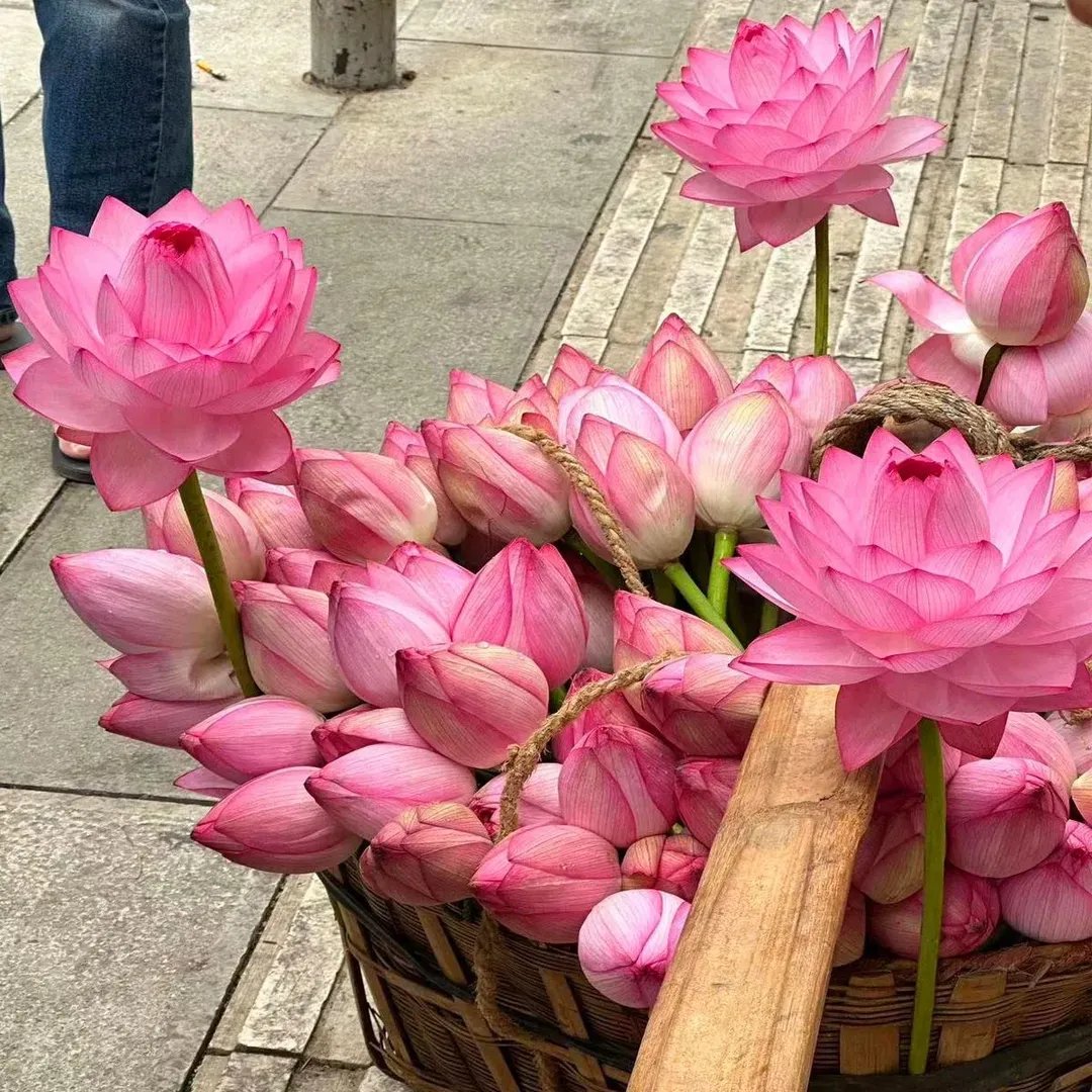 [7 days germination]The Sacred Bonsai Bowl Lotus Flower