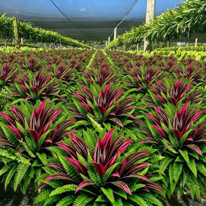 Summer Special UV-Resistant Artificial Fern & Red Dracaena Decorative Plants – Full, Lush & Fade-Resistant!