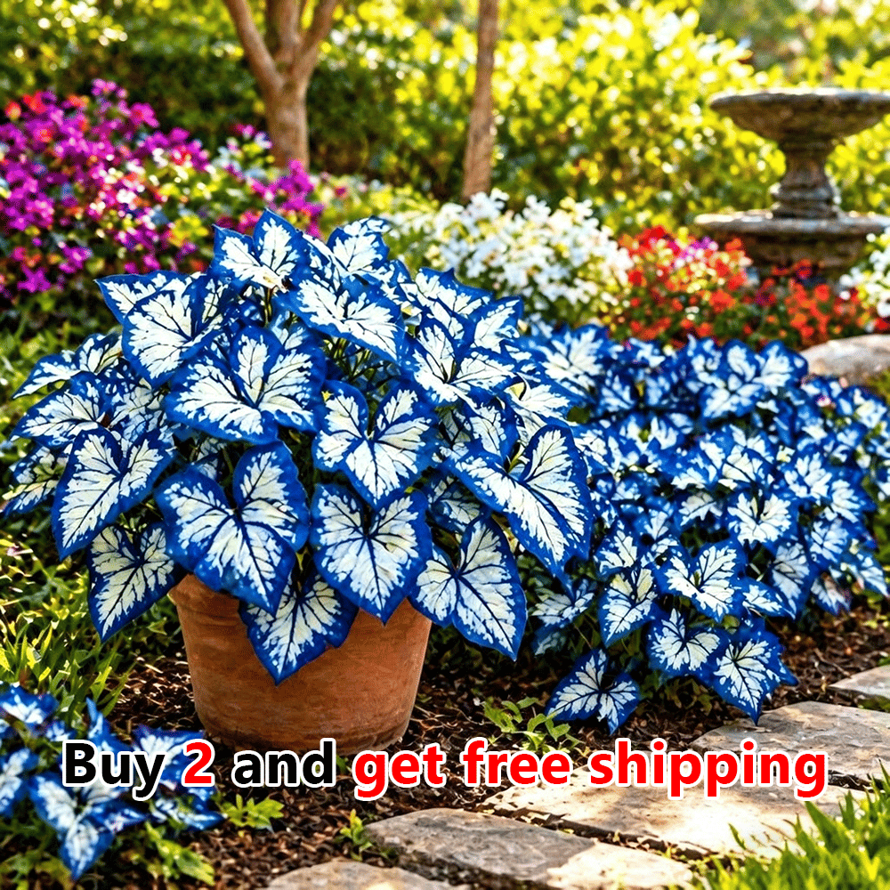 Moonlight Butterfly Flower Seeds