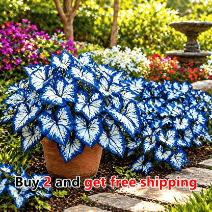 Moonlight Butterfly Flower Seeds