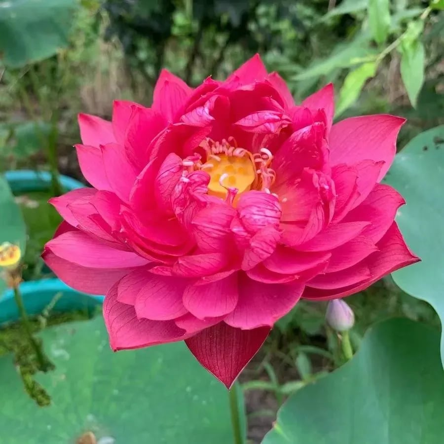 [7 days germination]The Sacred Bonsai Bowl Lotus Flower