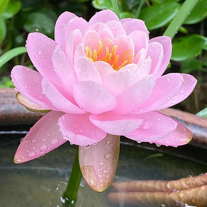 [7 days germination]The Sacred Bonsai Bowl Lotus Flower