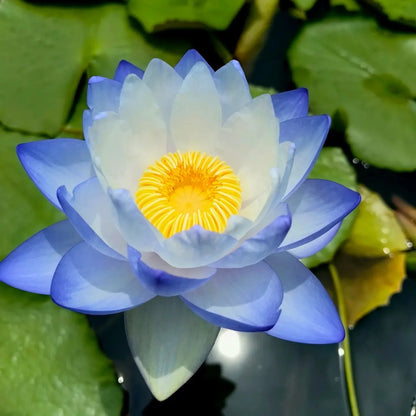 [7 days germination]The Sacred Bonsai Bowl Lotus Flower