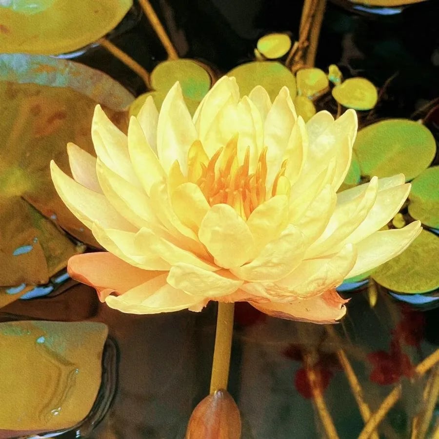 [7 days germination]The Sacred Bonsai Bowl Lotus Flower