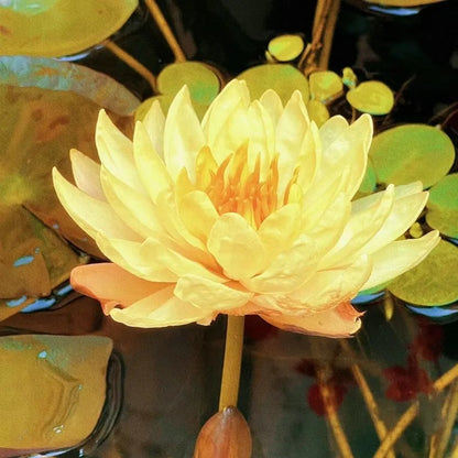 [7 days germination]The Sacred Bonsai Bowl Lotus Flower