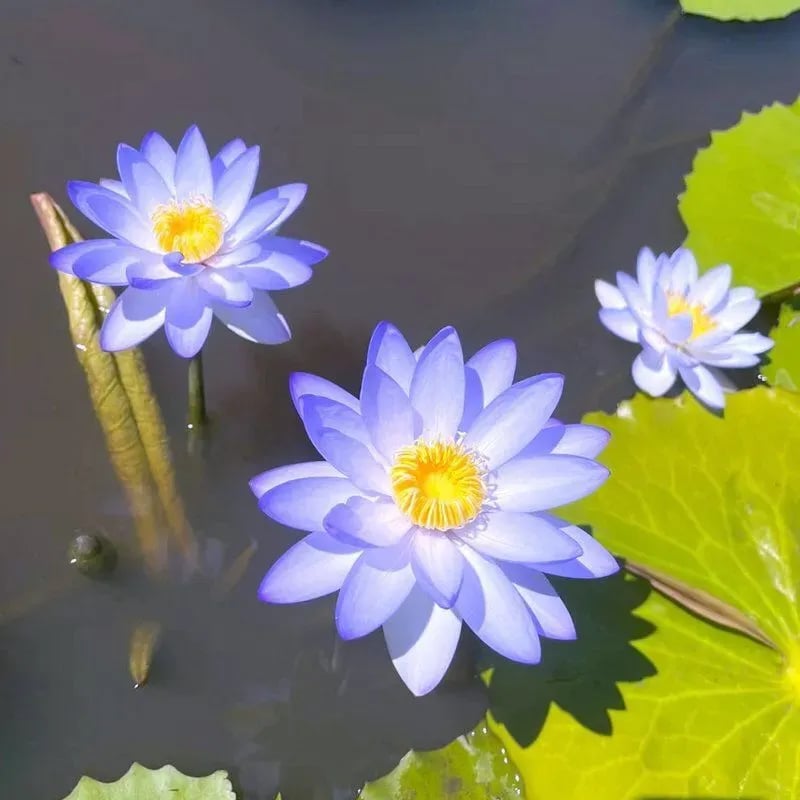[7 days germination]The Sacred Bonsai Bowl Lotus Flower