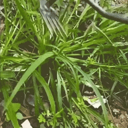Deep-Grip Weed Puller – Fast Root Removal & Soil Cultivation