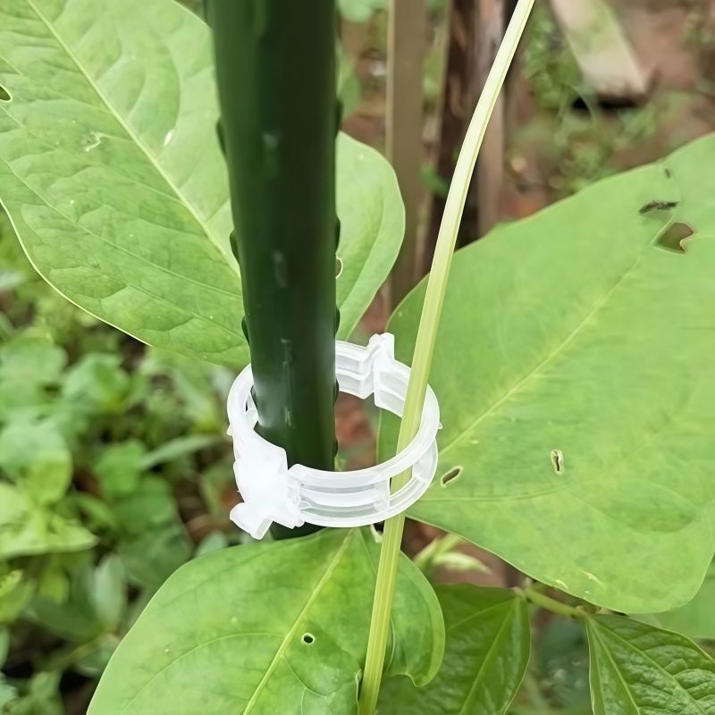 Plant Support Clips – Easy Vine Training & Secure Plant Growth