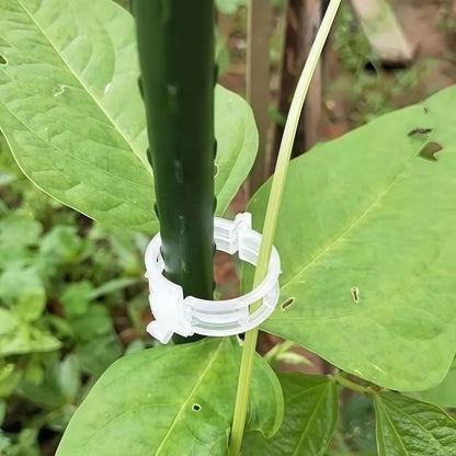 Plant Support Clips – Easy Vine Training & Secure Plant Growth