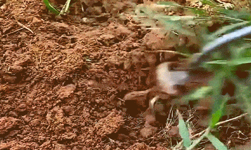 Deep-Grip Weed Puller – Fast Root Removal & Soil Cultivation