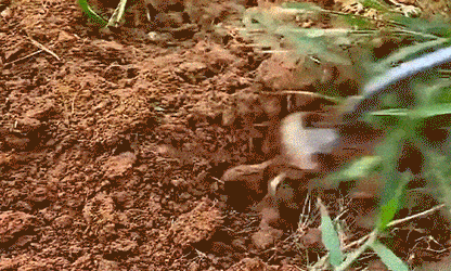 Deep-Grip Weed Puller – Fast Root Removal & Soil Cultivation