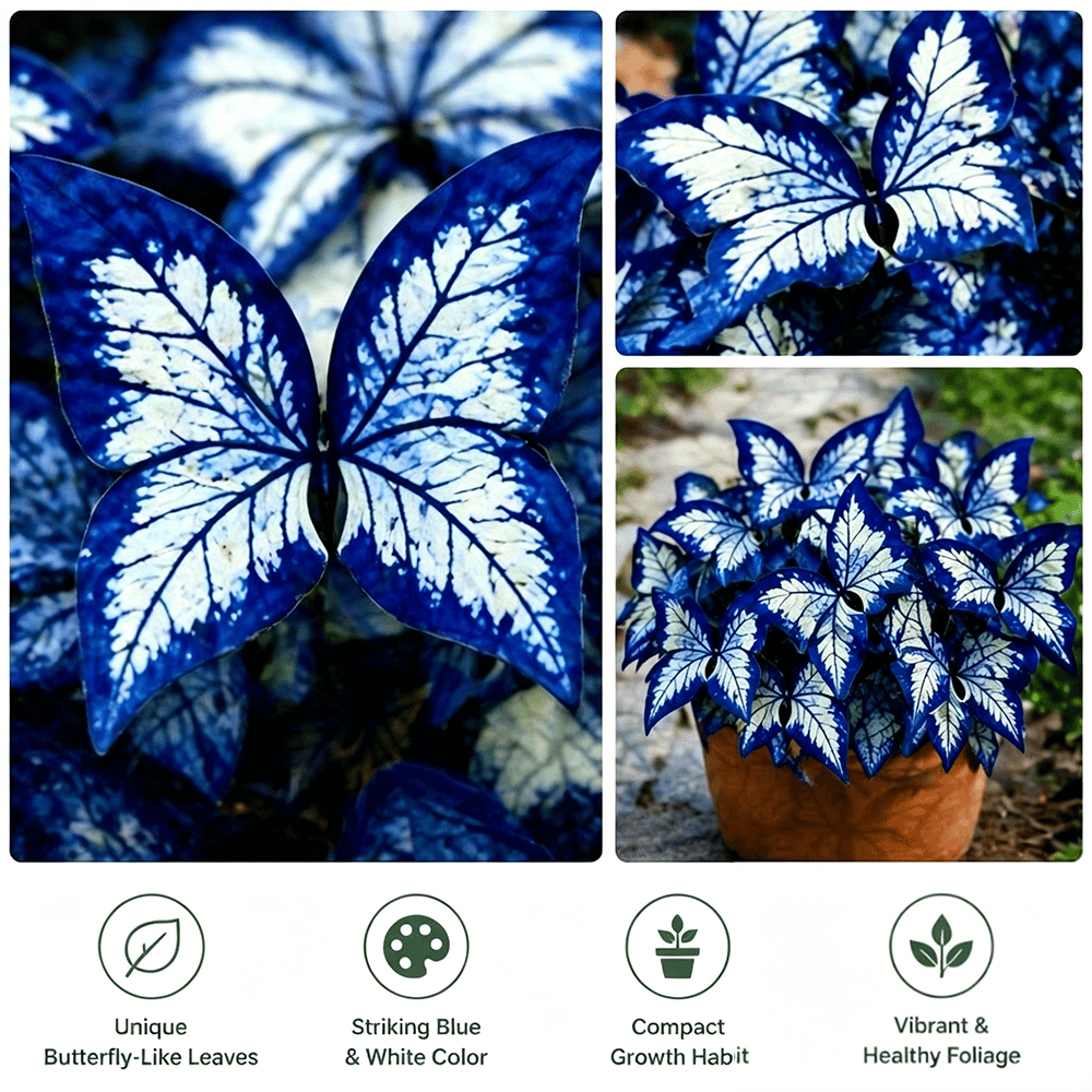 Moonlight Butterfly Flower Seeds
