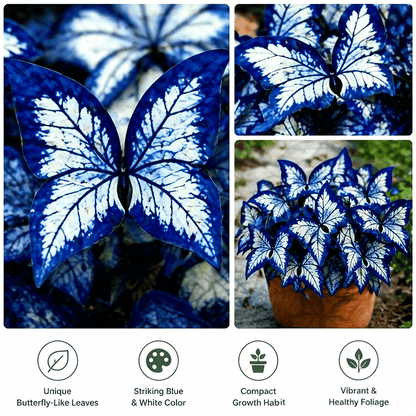 Moonlight Butterfly Flower Seeds