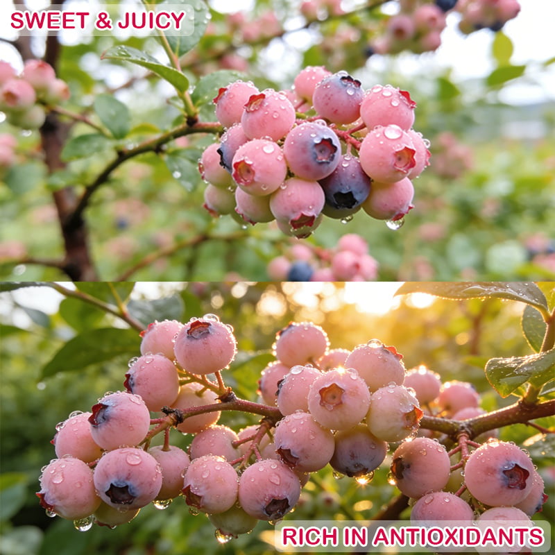 Premium Pink Blueberry Seeds