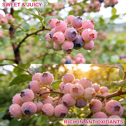 Premium Pink Blueberry Seeds