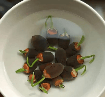 [7 days germination]The Sacred Bonsai Bowl Lotus Flower