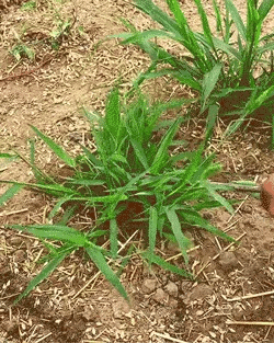 Deep-Grip Weed Puller – Fast Root Removal & Soil Cultivation