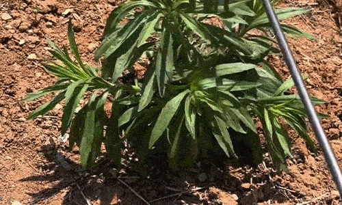 Deep-Grip Weed Puller – Fast Root Removal & Soil Cultivation