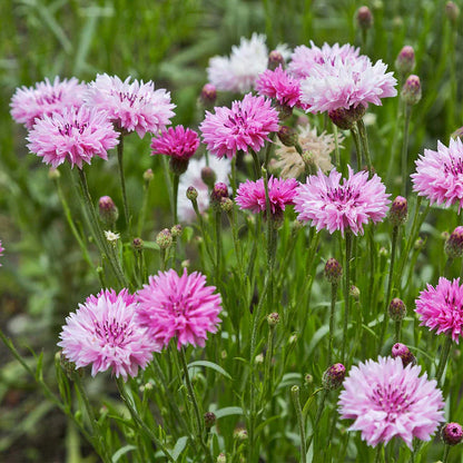 Perennial Mixed Cornflower Seeds