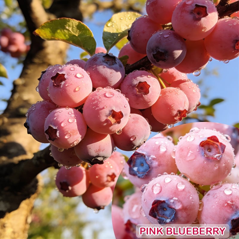 Premium Pink Blueberry Seeds