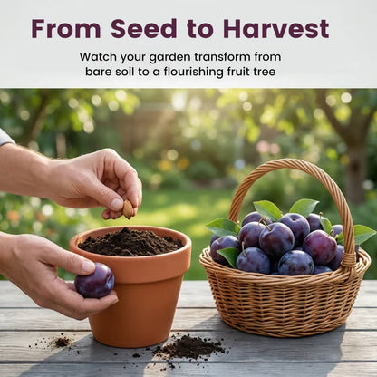Heirloom Non-GMO Grafted Plum Tree