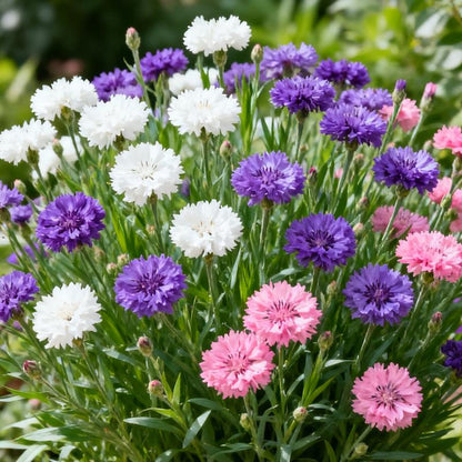 Premium Cornflower Seeds – The "Unstoppable" Wildflower That Grows Anywhere