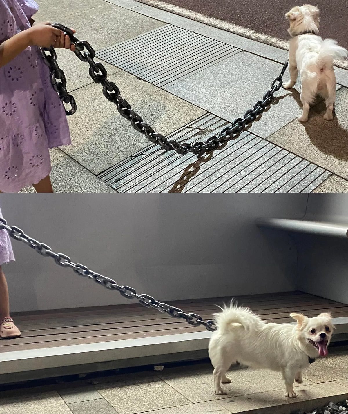 The Chain Paws - 2026 Funniest Pet Chain
