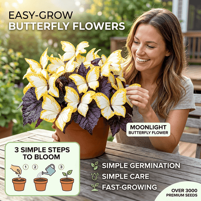Moonlight Butterfly Flower Seeds
