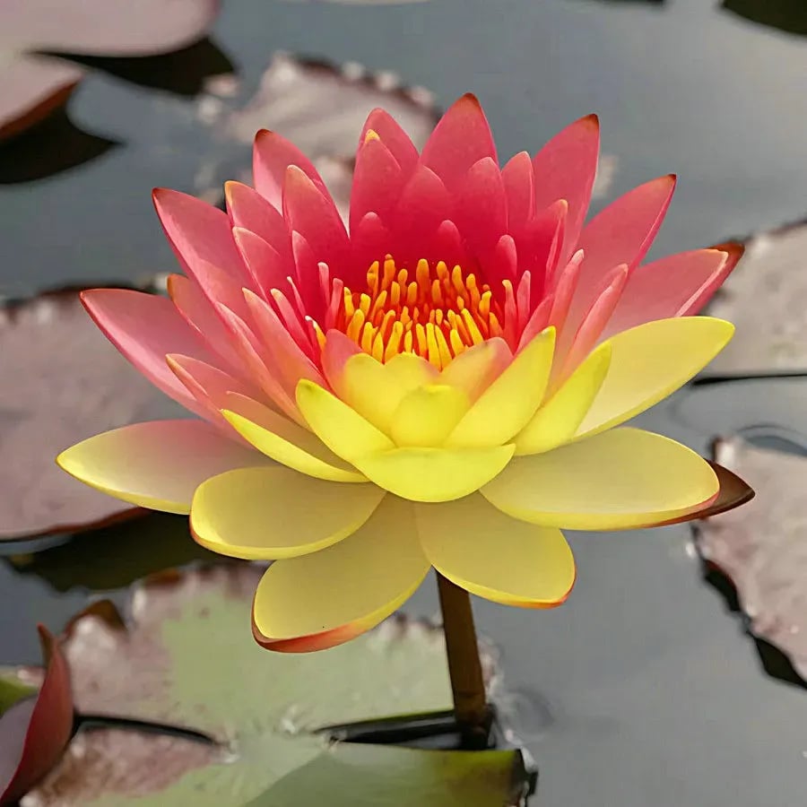 [7 days germination]The Sacred Bonsai Bowl Lotus Flower