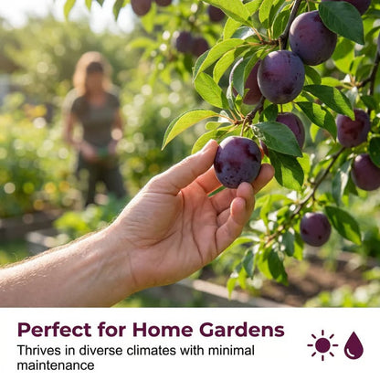 Heirloom Non-GMO Grafted Plum Tree