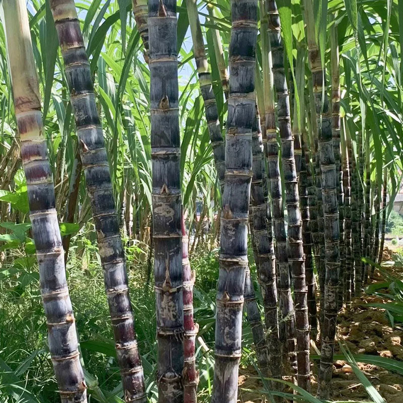 Grow Your Own Sugarcane – High Germination Seeds