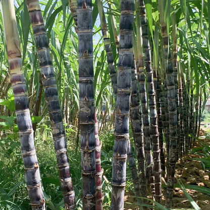 Grow Your Own Sugarcane – High Germination Seeds