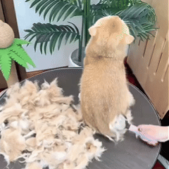 Double-Sided Pet Grooming Brush – Dog & Cat Hair Remover & Styling Comb