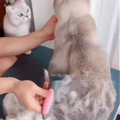 Double-Sided Pet Grooming Brush – Dog & Cat Hair Remover & Styling Comb