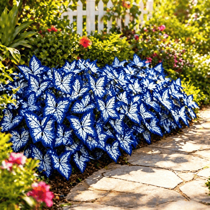 Moonlight Butterfly Flower Seeds
