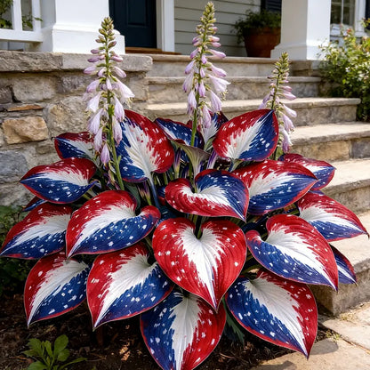 Rare American Glory Hosta Bulbs
