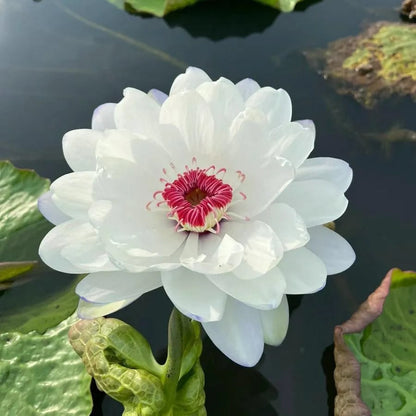 [7 days germination]The Sacred Bonsai Bowl Lotus Flower