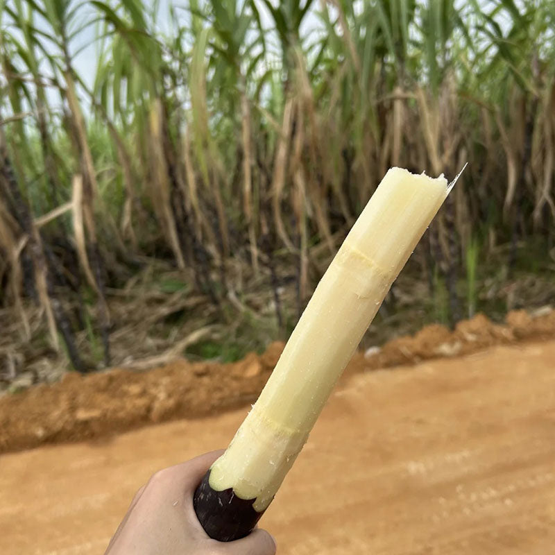Grow Your Own Sugarcane – High Germination Seeds