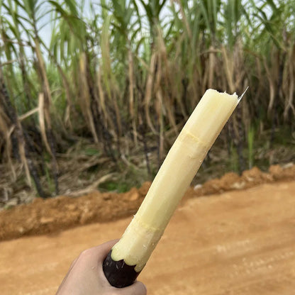 Grow Your Own Sugarcane – High Germination Seeds