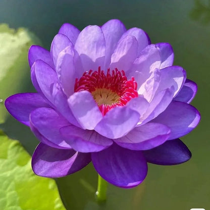 [7 days germination]The Sacred Bonsai Bowl Lotus Flower