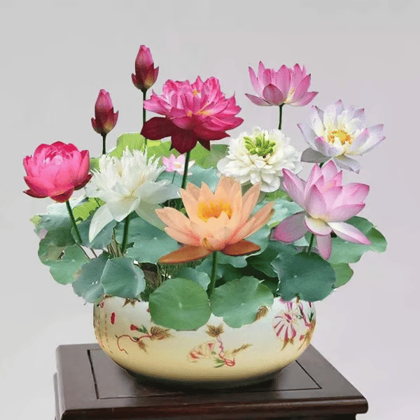 [7 days germination]The Sacred Bonsai Bowl Lotus Flower