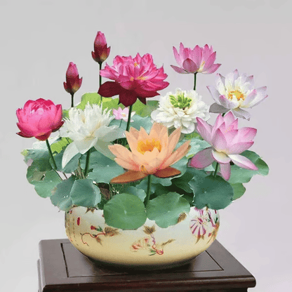 [7 days germination]The Sacred Bonsai Bowl Lotus Flower