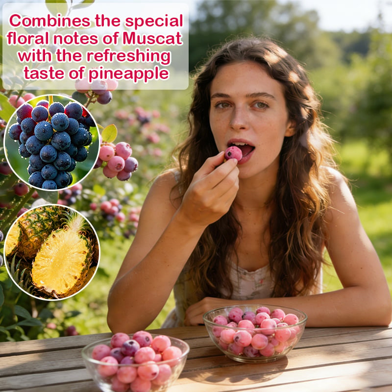 Premium Pink Blueberry Seeds