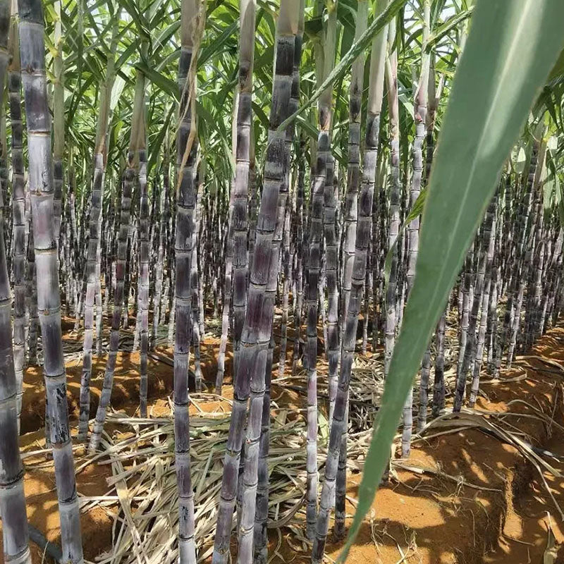 Grow Your Own Sugarcane – High Germination Seeds