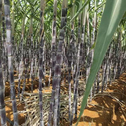 Grow Your Own Sugarcane – High Germination Seeds